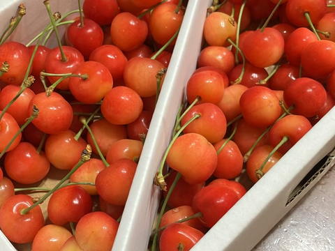 【 さくらんぼ:佐藤錦 】 山形県天童産 1kg  【 果肉がジューシー 】【 大好評口コミ多数！！🍒 】訳あり【 双子ちゃんいっぱい！！】【 朝どれ 】