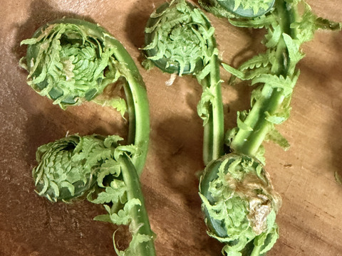 旬をいただく！愛知県豊田市旭産　天然コゴミ 200ｇ