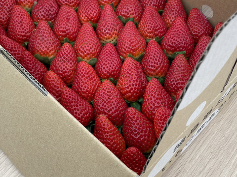 徳島県産『さちのか』おまかせハコいちご
