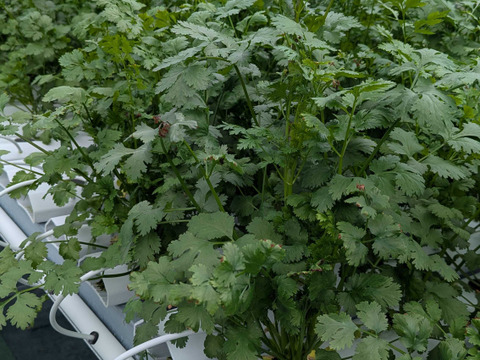 まとめ買い必須！ふんわりやわらか根付パクチー！1株50g前後！