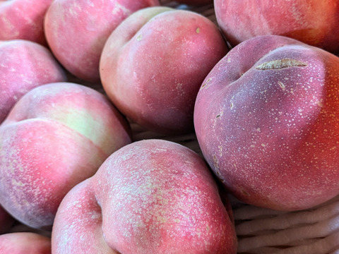 【硬い桃好きにおすすめ！】美晴白桃 3kg【激レア訳アリ品】