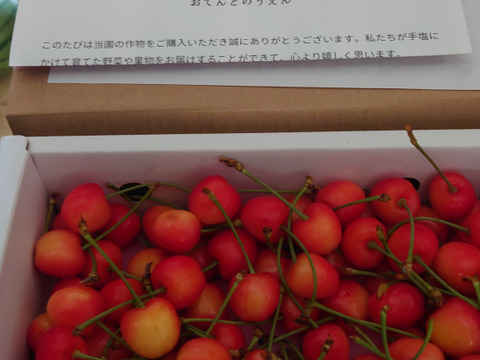 山形のさくらんぼ「ナポレオン」500gバラ詰め：山形県産の