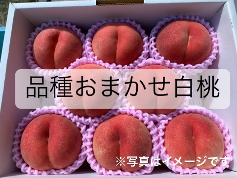 希少品種が入るかも！【品種おまかせ🍑白桃】訳あり2kg ※8~9月発送