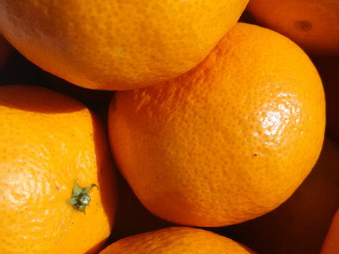 ジュワッ🍊🍊🍊❗❗【数量限定❗❗】子供に食べさせたい😋🎵✨✨✨自然栽培みかん３㎏と柚子一個のセット