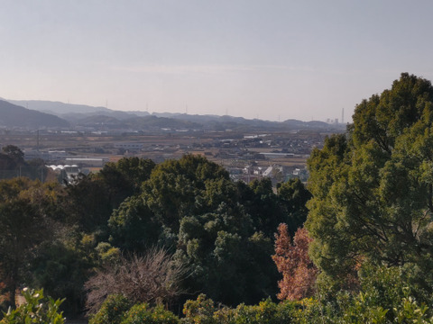 訳あり！不知火「約5キロ」