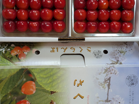 紅秀峰ギフト用