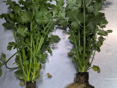 まとめ買い必須！ふんわりやわらか根付パクチー！1株50g前後！