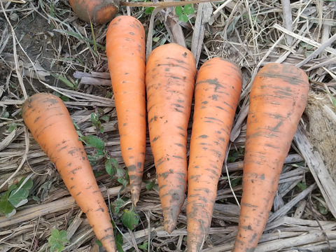 【自然栽培】野菜本来の食味、いもり屋の人参(1kg)