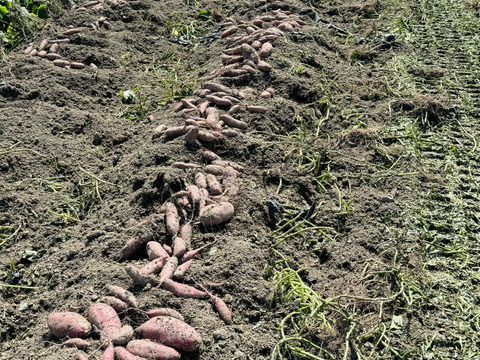 あまはづき　5kg 栽培期間中、農薬、化学肥料不使用