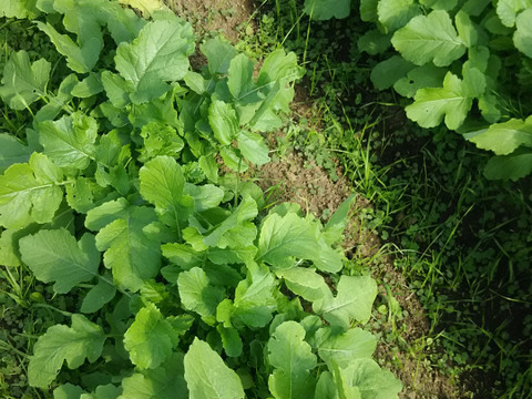 たっぷり大根葉🌱🌱【数量限定🌶️🌶️】 子供に食べさせたいばぁばのものすごい野菜😋🍙🥕