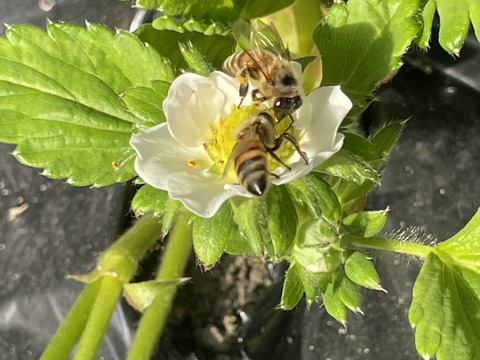 稀少苺？徳島川内産『あまえくぼ』250g以上×4p
