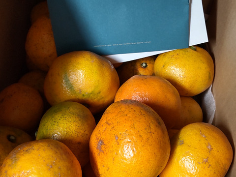 【訳ありだけど美味しさそのまま】愛媛みかん 5.5kg 愛媛県川上産