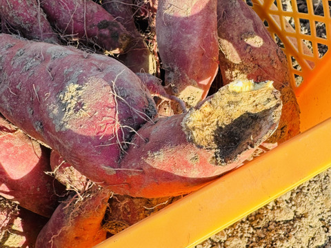 訳ありホクホク甘〜い『紅あずま』5kg