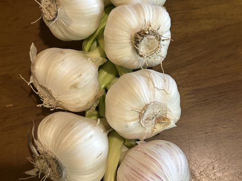 期間限定 自然栽培　結び生にんにく　極上大きめ12個セット