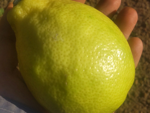 防腐剤、ワックス不使用　皮ごと使用  広島県産綺麗な種無しレモン 璃の香 　   ２ｋｇ(約14個入）