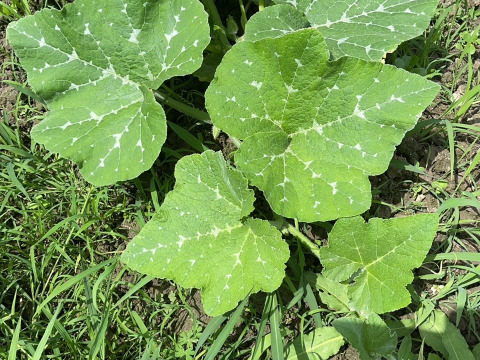 【淡路島 自然栽培 固定種 ズッキーニ】2キロ 無肥料 農薬不使用　サラダにお新香、グリルにソテー、緑色白ズッキーニ（UFO）食べ比べ