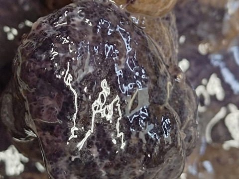 【禁断の珍味】タラバガニの生内子/500g前後/旨すぎて食べ過ぎ注意【生冷凍】【数量限定】