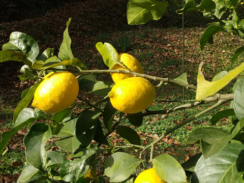 わけあり農薬不使用レモン5キロ