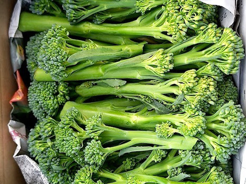 【畑から直送】茎ブロッコリー　1kg　出荷日当日の朝に収穫します スティックセニョール