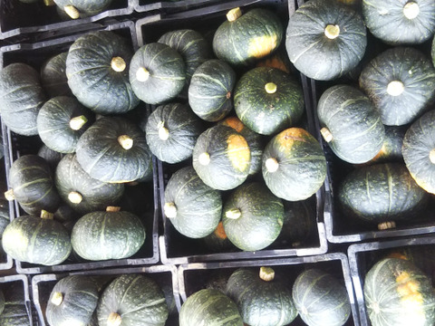 【かぼちゃ　詰合せ】
九重栗かぼちゃ・バターナッツ、
世界農業遺産ブランド野菜