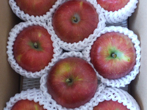 【夏あかり２ｋｇ】甘くて硬い味の濃い、日保ちする夏りんご。皮ごと食べられ、キャンプや夏山登山のおやつに最適！