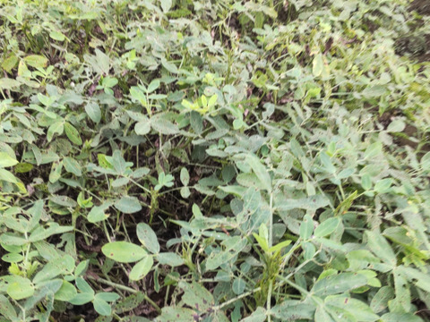 色付きゆで用落花生「はついろ」宅急便コンパクトいっぱい