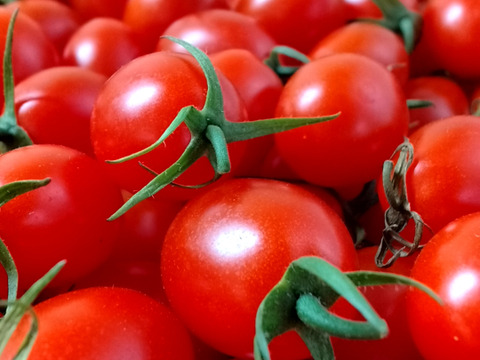 イチオシ♪ 尾州トマト ２種食べ比べ【５００g×２Ｐ】