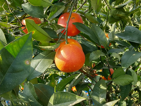 【柑橘食べ比べ】クレメンテイン・ブラッドオレンジ・ぽんかん・レモン詰め合わせ　家庭用5.0箱㎏