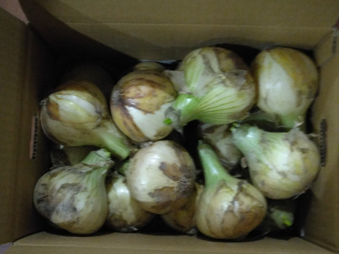 【野菜ソムリエサミット金賞🏆】淡路島新玉ねぎ5kg