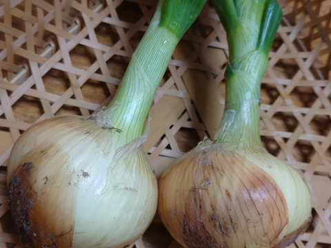 【一部予約販売】 有機JAS】甘みたっぷり♪オーガニック 新玉ねぎ4kg：愛知県産の 野菜
