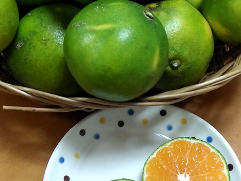 爽やかな香り！自然栽培摘果みかん　４ｋｇ