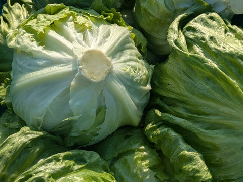 【香川県産】
サラダにおススメ👌しっかり重さがのったみずみずしい
レタス３玉セット