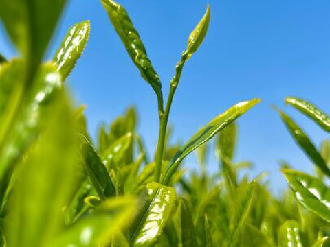 【メール便・単品】＼2ℓに1包／水出しeveryday 和紅茶 10ｇ×31ｐ   静岡茶 牧之原茶 夏 冷茶 ボトル 冷蔵庫