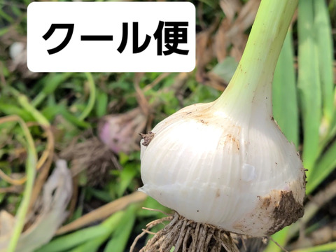 【今しか味わえない】生にんにく1kg(栽培期間中:農薬・化学肥料不使用)
