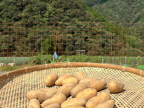 【ごろごろ、ほっくほくのメークイン】　兵庫県香美町産じゃがいも（メークイン）５kg（箱入）