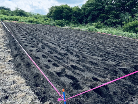 【常温便】超人気！！葉っぱの半分カットと土付き大野ヶ原大根　２本