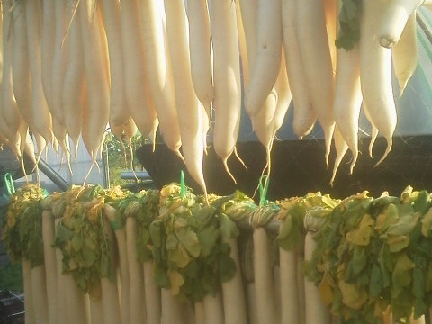 自分で作る❣「旨すぎる干し大根の醤油漬け」超カンタンすぎるレシピ付き‼