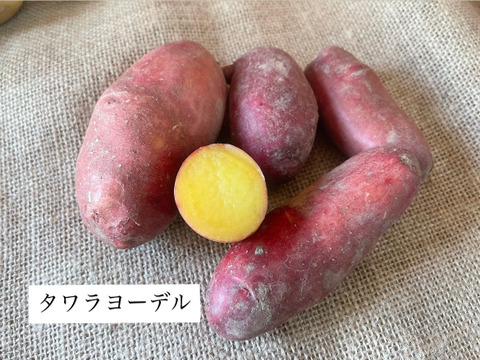 ゴロっと幸せ！食卓の主役★ほくほくジャガイモ！（３〜５種類食べ比べ）1.5kg