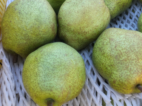 【ラフランス２ｋｇ】お好みの硬さをドンピシャで明示。皮ごと食べられる大玉ラフランス【秀品】