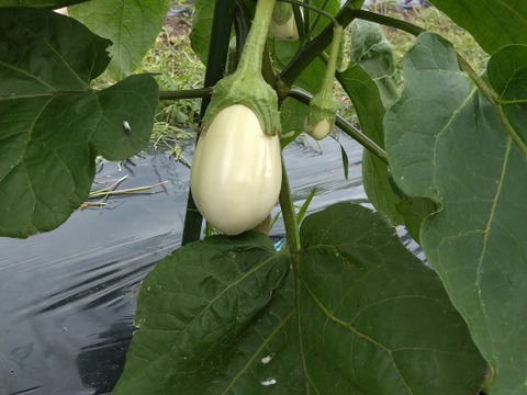 長崎県産とろ～り白ナス　3〜4個入り