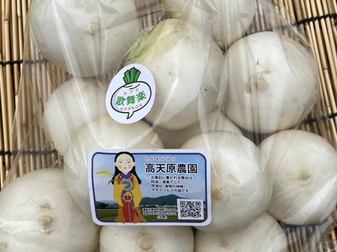 みずみずしい歌舞楽(カブラ)