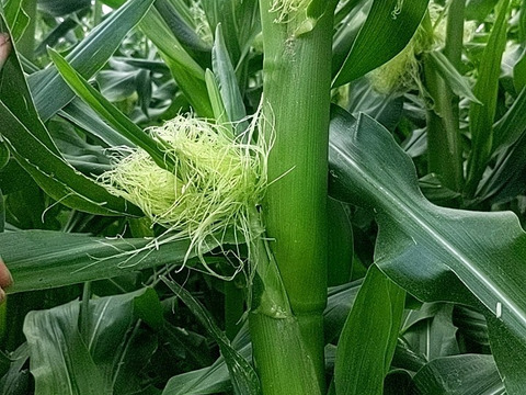 🌽一流レストラン御用達とうもろこし🌽【7月下旬発送】一度食べたら沼る日テレ出演で話題の寛永鶴見ブランド大容量約2kg