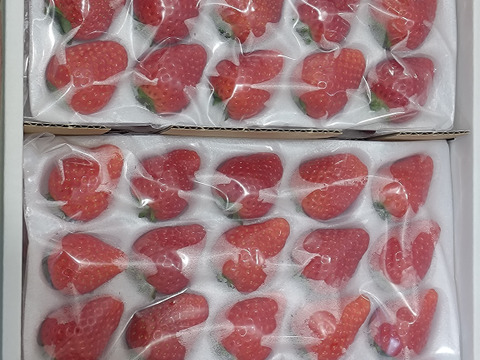 とちあいか1箱4パック(1箱で満足1.3kg以上)