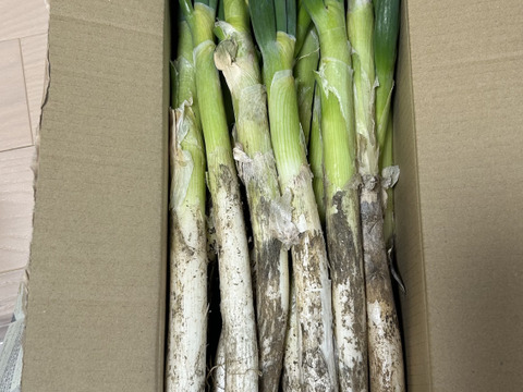 【タイムセール】❗️❗️✅人気NO.2🚩Mサイズ30本❗️❗️<3kg>✅🎁至福の極甘ネギ⭕️3,080円→980円✨信州産✨【特別栽培】✨