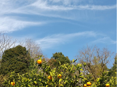 食べごろ！農薬不使用ネーブル