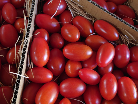 『これがトマト？！』フルーツミニトマト （１．２kg）はじけるジューシーな味わい！