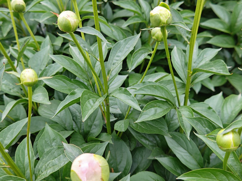 【希少！！】 芍薬の苗 2芽以上 5号鉢：埼玉県産の花・植物｜食べチョク｜産地 花