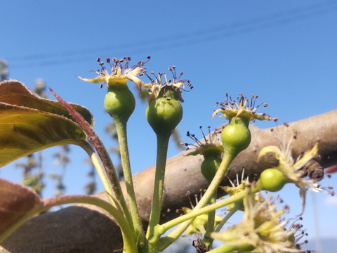 【幸水５ｋｇ】高原の「幸水」は硬さ、シャリ感、ジューシー、甘さが違う。⑥海藻エキス投与で、コクと旨味のある梨にグレードアップ！【秀品】