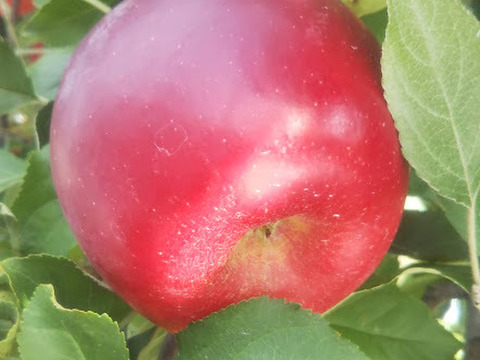【お届けは９月下旬～】紅玉(おうち用)10ｋｇ