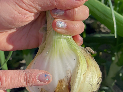 ◎農家直送超新鮮!!【訳あり品】【みずみずしくシャキッと甘い！】淡路島産ブランド新玉ねぎ 『にじたま』極早生訳あり 2.5kg（ご家庭用・8個前後） 使いやすいM・L・2L混在！